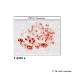 P2Y4, P2Y Purinoceptor 4 Antibody in Immunohistochemistry (Paraffin) (IHC (P))