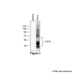 P2Y4, P2Y Purinoceptor 4 Antibody in Western Blot (WB)