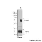 Phospho-P2Y Purinoceptor 12 (Ser323) Polyclonal Antibody