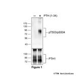 Phospho-Parathyroid Hormone Receptor 1 (Thr503, Ser504) Antibody in Western Blot (WB)