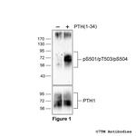 Phospho-Parathyroid Hormone Receptor 1 (Ser501, Thr503, Ser504) Polyclonal Antibody