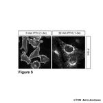 PTH1, Parathyroid Hormone Receptor 1 Antibody in Immunocytochemistry (ICC/IF)