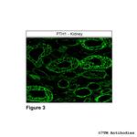 PTH1 (Parathyroid Hormone Receptor 1) Antibody in Immunohistochemistry (Paraffin) (IHC (P))