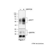 Phospho-QRFP Receptor (Ser377) Polyclonal Antibody