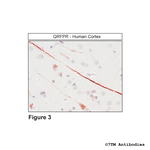 QRFPR, QRFP Receptor Antibody in Immunohistochemistry (Paraffin) (IHC (P))