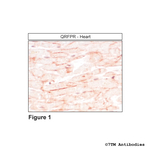 QRFPR, QRFP Receptor Antibody in Immunohistochemistry (Paraffin) (IHC (P))