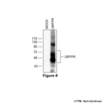 QRFPR, QRFP Receptor Antibody in Western Blot (WB)