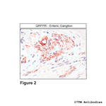 QRFPR, QRFP Receptor Polyclonal Antibody