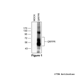 QRFPR, QRFP Receptor Antibody in Western Blot (WB)