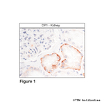 DP1, DP1 Prostanoid Receptor Antibody in Immunohistochemistry (Paraffin) (IHC (P))