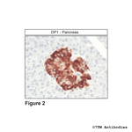 DP1, DP1 Prostanoid Receptor Antibody in Immunohistochemistry (Paraffin) (IHC (P))