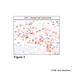 DP1, DP1 Prostanoid Receptor Antibody in Immunohistochemistry (Paraffin) (IHC (P))