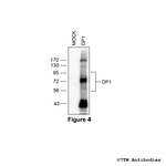 DP1, DP1 Prostanoid Receptor Antibody in Western Blot (WB)