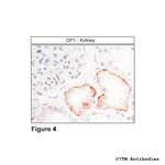 DP1, DP1 Prostanoid Receptor Antibody in Immunohistochemistry (Paraffin) (IHC (P))