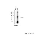 DP1, DP1 Prostanoid Receptor Antibody in Western Blot (WB)
