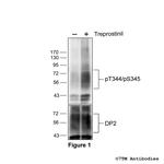 Phospho-DP2 Prostanoid Receptor (Thr344, Ser345) Polyclonal Antibody