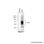 DP2, DP2 Prostanoid Receptor Polyclonal Antibody