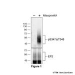 Phospho-EP2 Prostanoid Receptor (Ser347, Thr348) Polyclonal Antibody