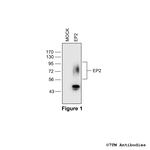 EP2, EP2 Prostanoid Receptor Polyclonal Antibody