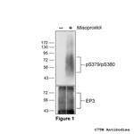 Phospho-EP3 Prostanoid Receptor (Ser379, Ser380) Polyclonal Antibody