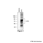 EP3, EP3 Prostanoid Receptor Polyclonal Antibody