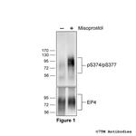 Phospho-EP4 Prostanoid Receptor (Ser374, Ser377) Polyclonal Antibody