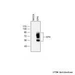 EP4, EP4 Prostanoid Receptor Antibody in Western Blot (WB)
