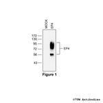 EP4, EP4 Prostanoid Receptor Polyclonal Antibody