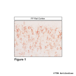 FP, FP Prostanoid Receptor Antibody in Immunohistochemistry (Paraffin) (IHC (P))