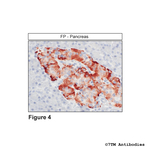 FP, FP Prostanoid Receptor Antibody in Immunohistochemistry (Paraffin) (IHC (P))