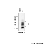 FP, FP Prostanoid Receptor Antibody in Western Blot (WB)