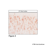 FP, FP Prostanoid Receptor Antibody in Immunohistochemistry (Paraffin) (IHC (P))