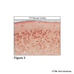 FP, FP Prostanoid Receptor Polyclonal Antibody