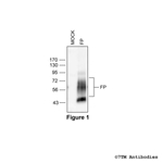 FP, FP Prostanoid Receptor Antibody in Western Blot (WB)