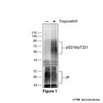 Phospho-IP Prostacyclin Receptor (Ser319, Thr321) Polyclonal Antibody