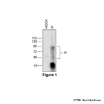 IP, IP Prostacyclin Receptor Polyclonal Antibody