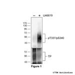 Phospho-TP Thromboxane Receptor (Thr337, Ser340) Polyclonal Antibody