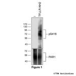 Phospho-Proteinase-Activated Receptor 1 (Ser418) Antibody in Western Blot (WB)