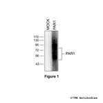 PAR1, Proteinase-Activated Receptor 1 Antibody in Western Blot (WB)
