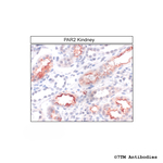 PAR2, Proteinase-Activated Receptor 2 Antibody in Immunohistochemistry (Paraffin) (IHC (P))