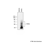 PAR2, Proteinase-Activated Receptor 2 Antibody in Western Blot (WB)