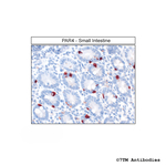PAR4, Proteinase-Activated Receptor 4 Antibody in Immunohistochemistry (Paraffin) (IHC (P))