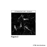 Phospho-NK1, Tachykinin Receptor 1 (Thr344, Ser347) Polyclonal Antibody