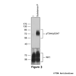 Phospho-NK1, Tachykinin Receptor 1 (Thr344, Ser347) Antibody in Western Blot (WB)