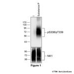Phospho-Tachykinin Receptor 1 (Ser338, Thr339) Polyclonal Antibody
