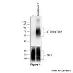 Phospho-Tachykinin Receptor 1 (Thr356, Thr357) Polyclonal Antibody