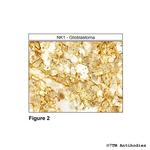 NK1, Tachykinin Receptor 1 Receptor Antibody in Immunohistochemistry (Paraffin) (IHC (P))
