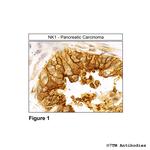 NK1, Tachykinin Receptor 1 Receptor Polyclonal Antibody
