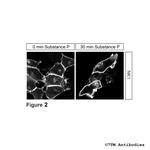 NK1, Tachykinin Receptor 1 Antibody in Immunocytochemistry (ICC/IF)