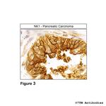 NK1, Tachykinin Receptor 1 Antibody in Immunohistochemistry (Paraffin) (IHC (P))